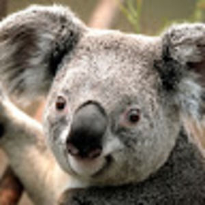 Meet your Posher, Arnaldo